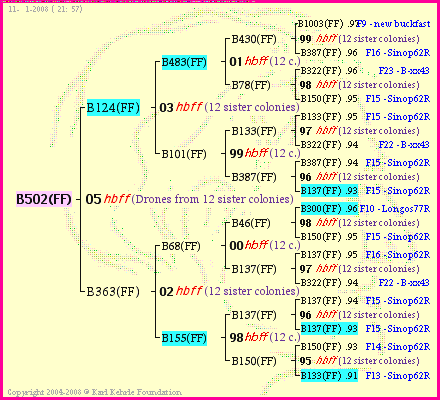 Pedigree of B502(FF) :
four generations presented