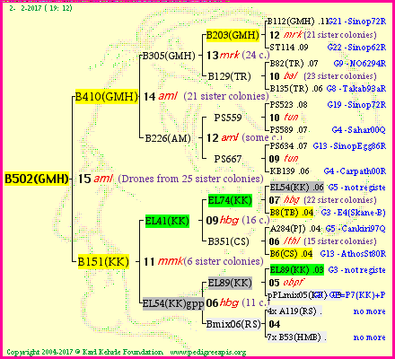 Pedigree of B502(GMH) :
four generations presented