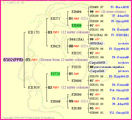 Pedigree of B502(PPR) :
four generations presented