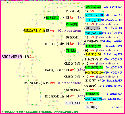 Pedigree of B502xB519 :
four generations presented