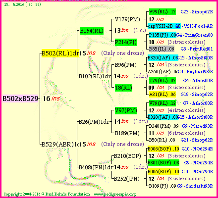 Pedigree of B502xB529 :
four generations presented