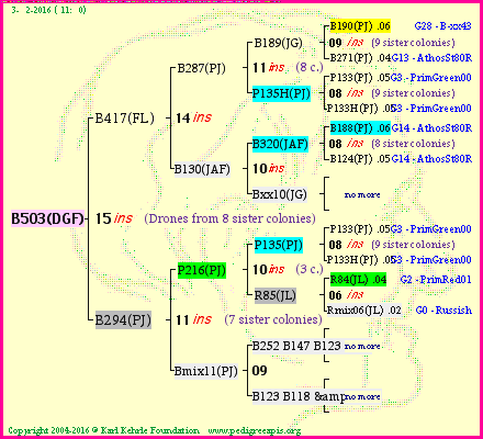 Pedigree of B503(DGF) :
four generations presented