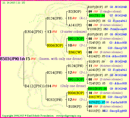 Pedigree of B503(JPN)1dr :
four generations presented