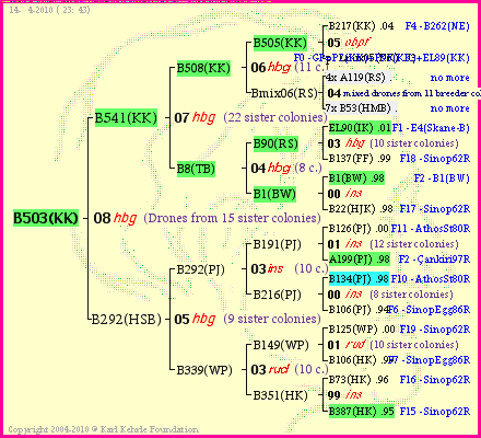 Pedigree of B503(KK) :
four generations presented