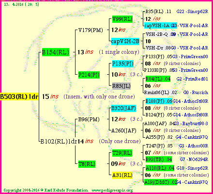 Pedigree of B503(RL)1dr :
four generations presented