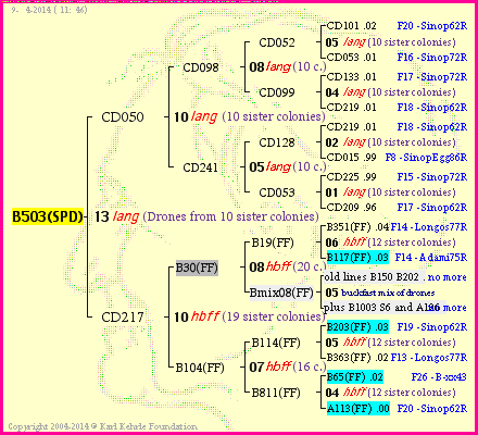 Pedigree of B503(SPD) :
four generations presented