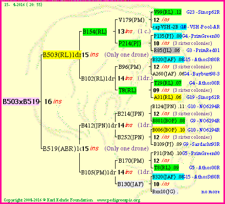 Pedigree of B503xB519 :
four generations presented