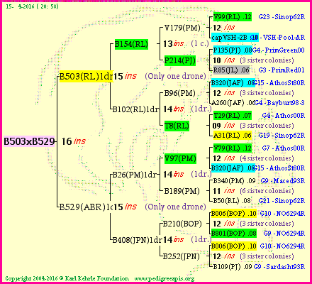 Pedigree of B503xB529 :
four generations presented