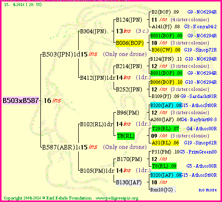 Pedigree of B503xB587 :
four generations presented