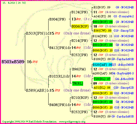 Pedigree of B503xB589 :
four generations presented