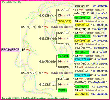 Pedigree of B503xB595 :
four generations presented