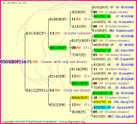 Pedigree of B504(BOP)1dr :
four generations presented