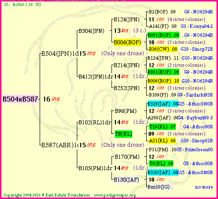 Pedigree of B504xB587 :
four generations presented