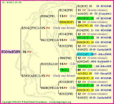 Pedigree of B504xB589 :
four generations presented