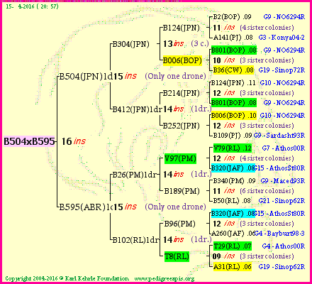 Pedigree of B504xB595 :
four generations presented
