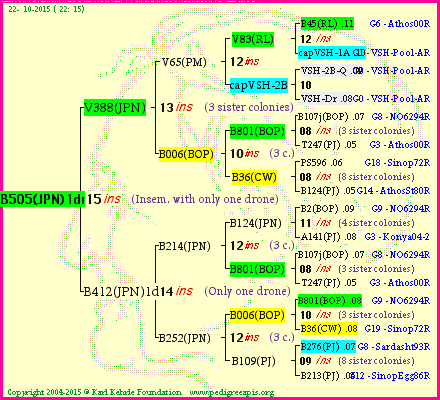 Pedigree of B505(JPN)1dr :
four generations presented