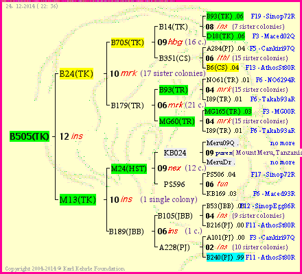 Pedigree of B505(TK) :
four generations presented