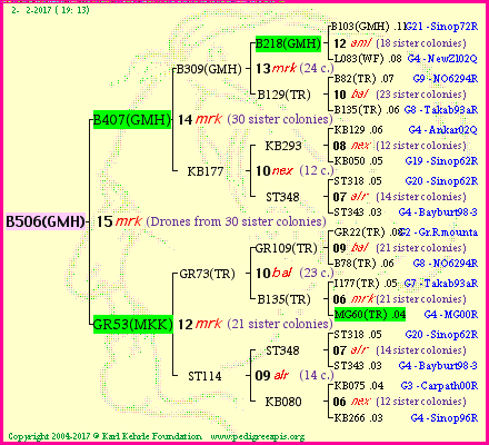 Pedigree of B506(GMH) :
four generations presented