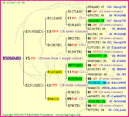 Pedigree of B506(MD) :
four generations presented