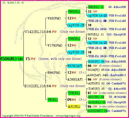 Pedigree of B506(RL)1dr :
four generations presented