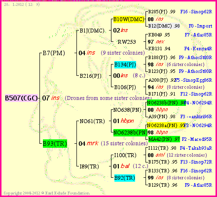 Pedigree of B507(CGC) :
four generations presented