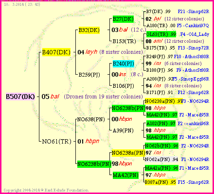 Pedigree of B507(DK) :
four generations presented