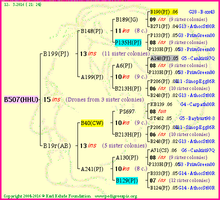 Pedigree of B507(HHU) :
four generations presented