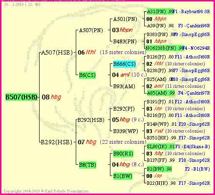 Pedigree of B507(HSB) :
four generations presented