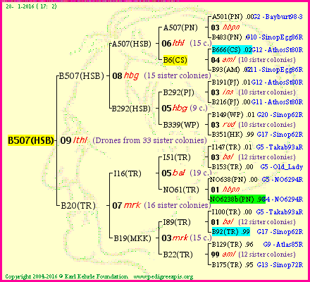 Pedigree of B507(HSB) :
four generations presented