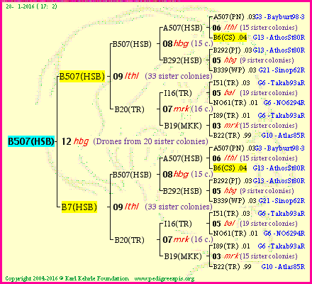 Pedigree of B507(HSB) :
four generations presented