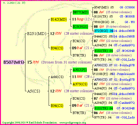 Pedigree of B507(MIS) :
four generations presented