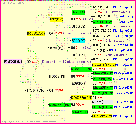 Pedigree of B508(DK) :
four generations presented