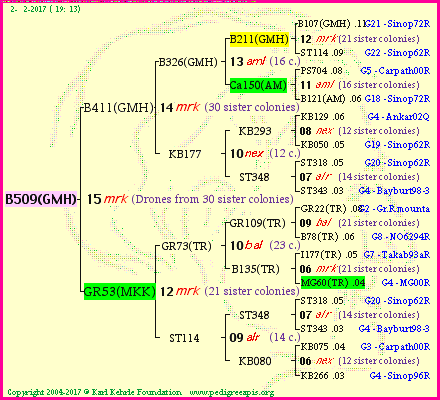 Pedigree of B509(GMH) :
four generations presented