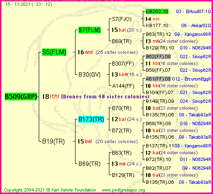 Pedigree of B509(GRP) :
four generations presented
it's temporarily unavailable, sorry!