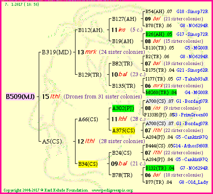 Pedigree of B509(MJ) :
four generations presented