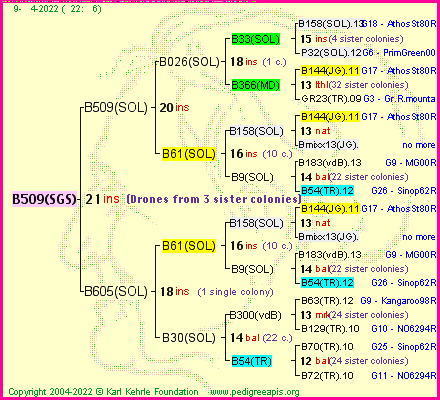 Pedigree of B509(SGS) :
four generations presented
it's temporarily unavailable, sorry!