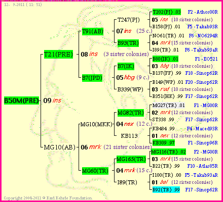 Pedigree of B50M(PRE) :
four generations presented