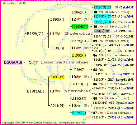 Pedigree of B50b(AB) :
four generations presented