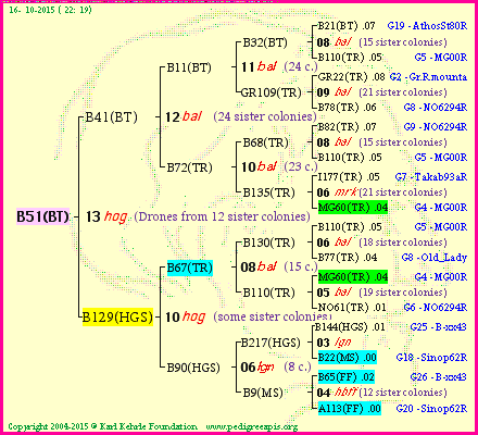 Pedigree of B51(BT) :
four generations presented