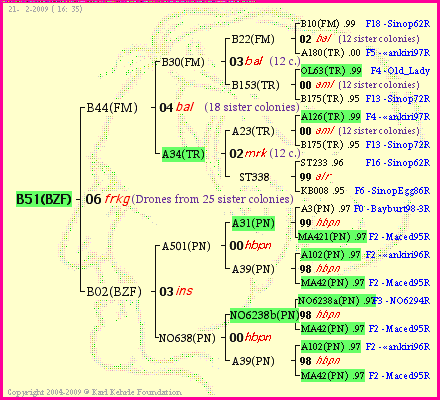 Pedigree of B51(BZF) :
four generations presented