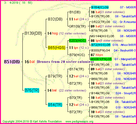 Pedigree of B51(DB) :
four generations presented<br />it's temporarily unavailable, sorry!