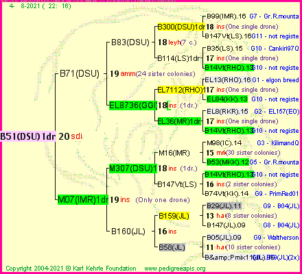 Pedigree of B51(DSU)1dr :
four generations presented
it's temporarily unavailable, sorry!