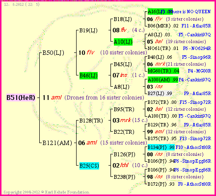 Pedigree of B51(HeR) :
four generations presented