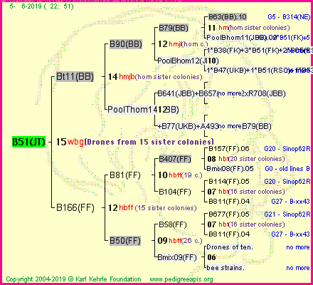 Pedigree of B51(JT) :
four generations presented<br />it's temporarily unavailable, sorry!