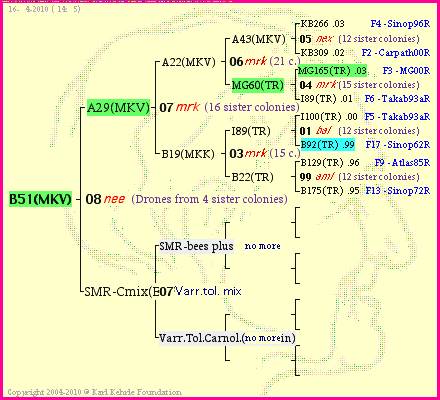 Pedigree of B51(MKV) :
four generations presented