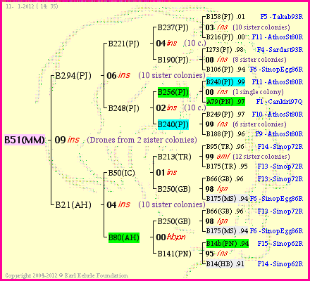 Pedigree of B51(MM) :
four generations presented