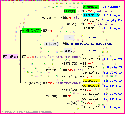 Pedigree of B51(PM) :
four generations presented