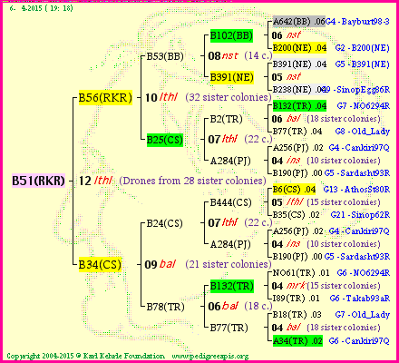 Pedigree of B51(RKR) :
four generations presented