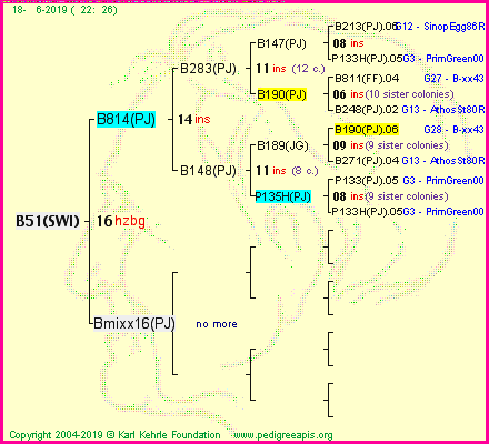 Pedigree of B51(SWI) :
four generations presented<br />it's temporarily unavailable, sorry!