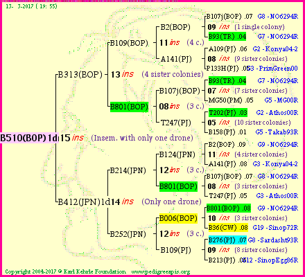 Pedigree of B510(BOP)1dr :
four generations presented